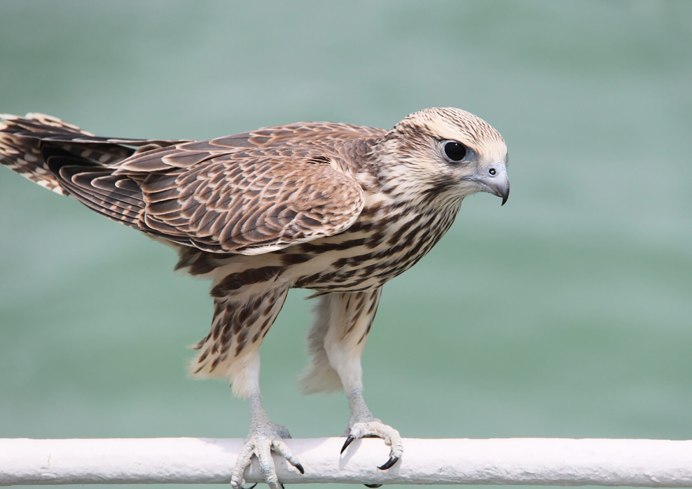 Сокол среднеазиатский