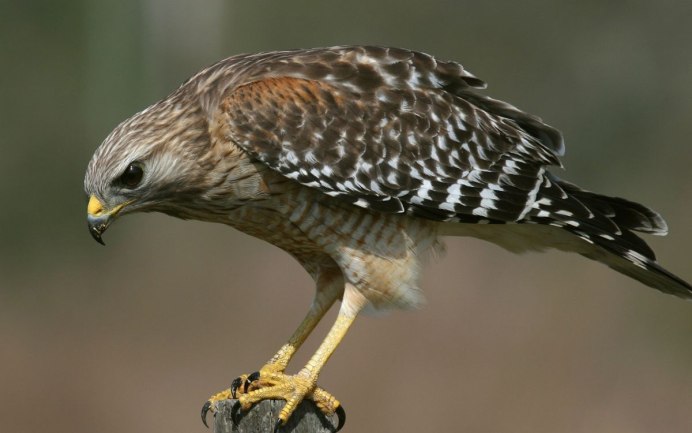 Орел Беркут размах крыльев