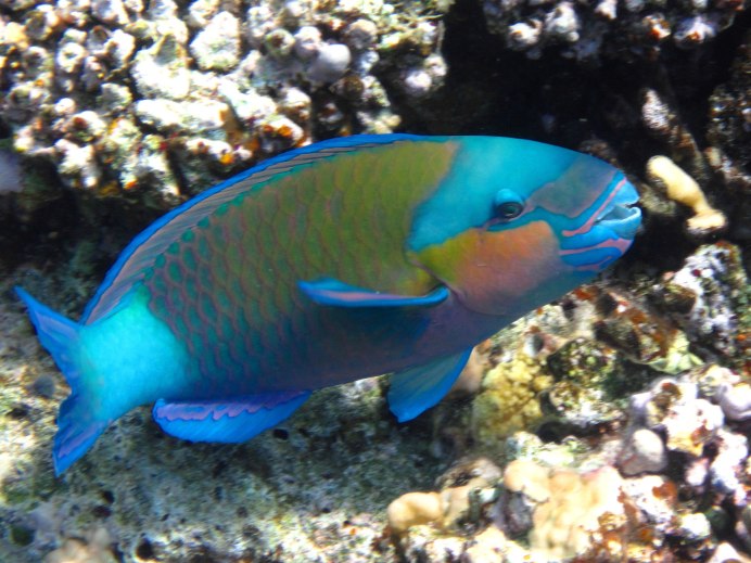 Acanthurus coeruleus