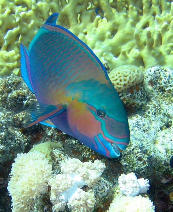 Queen Parrotfish