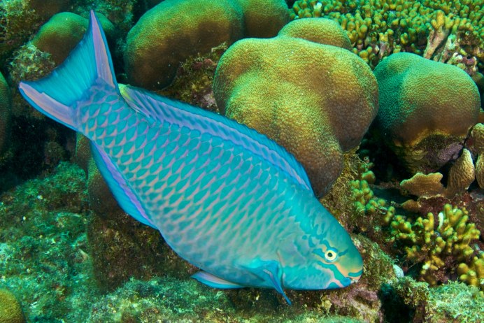 Queen Parrotfish