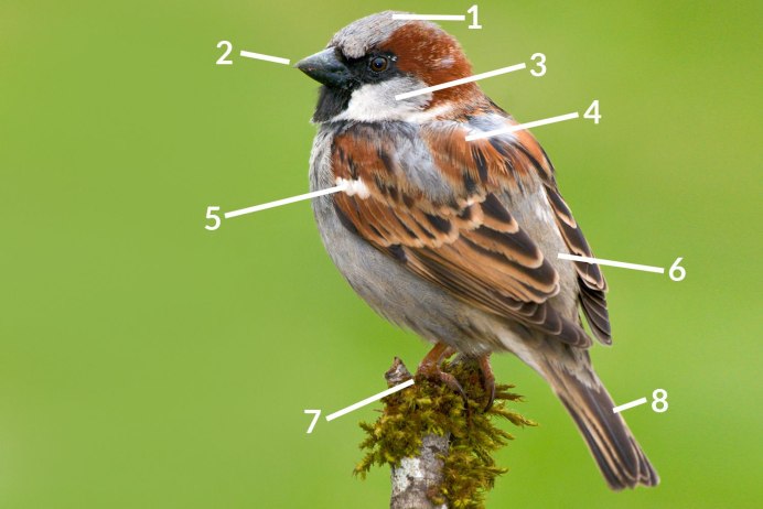 Sparrows ВК
