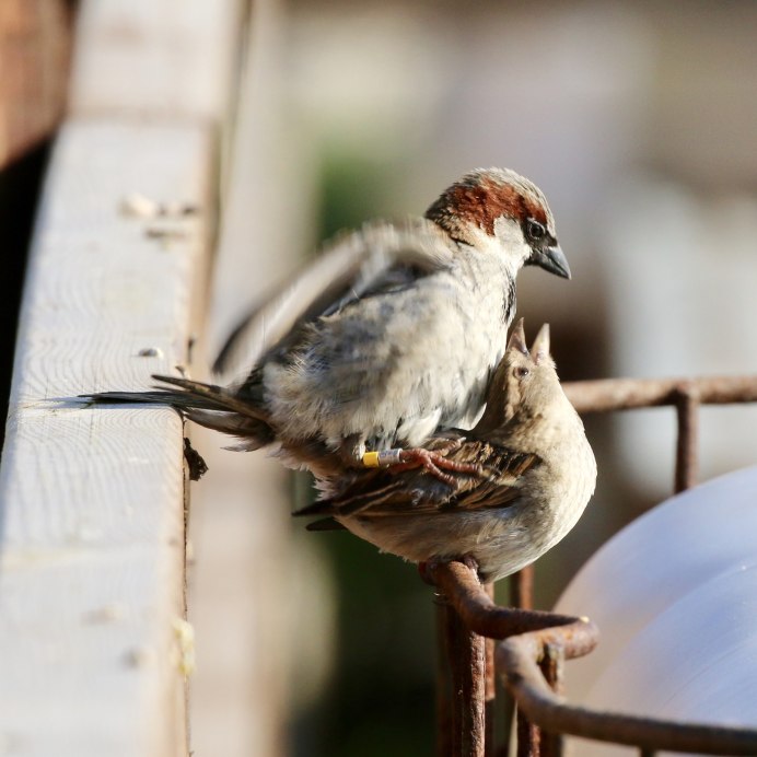 Sparrow twitter