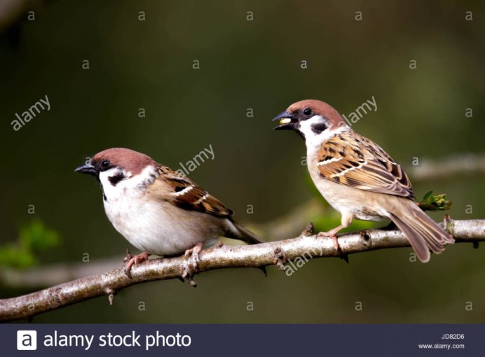 Воробей домовый (passer domesticus) самец