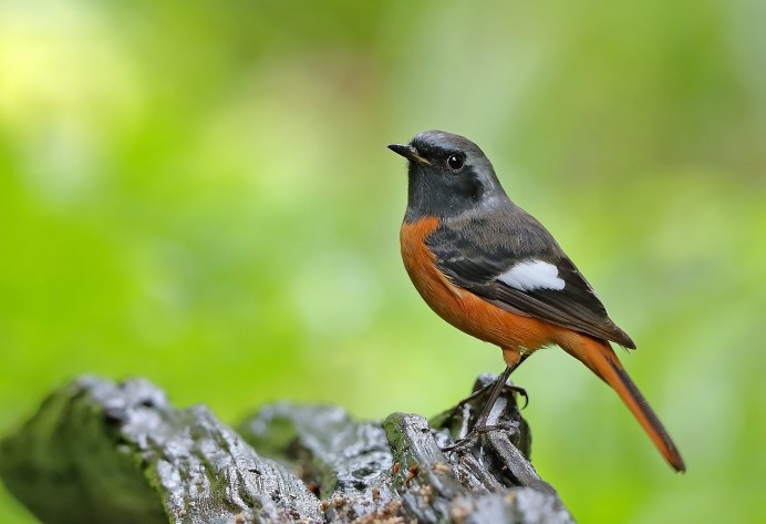 Обыкновенная горихвостка