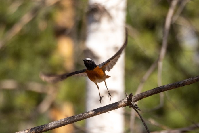 Обыкновенная горихвостка (Phoenicurus Phoenicurus)