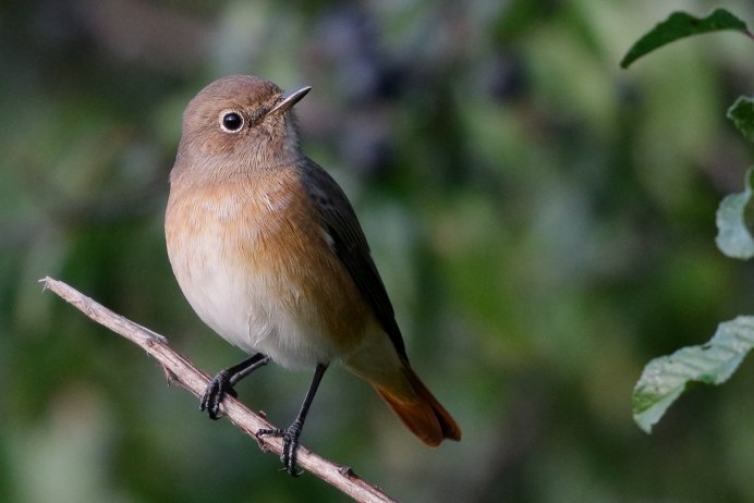 Горихвостка самка