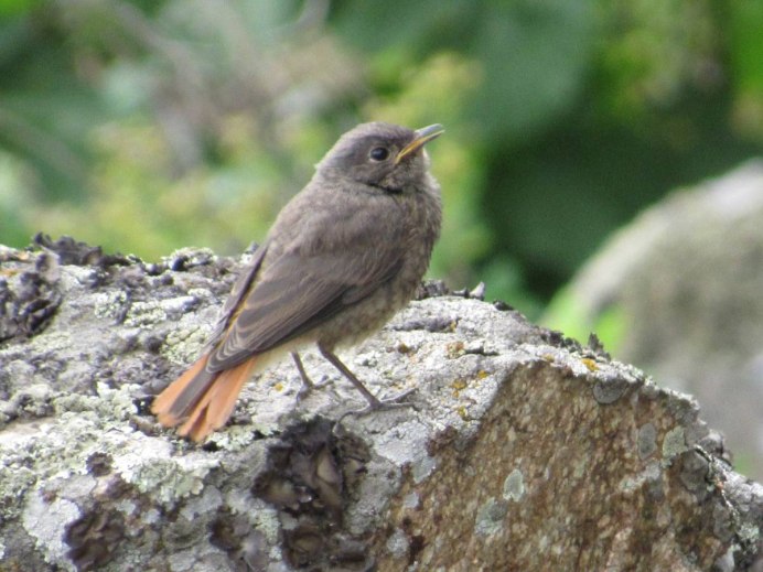 Горихвостка лысушка