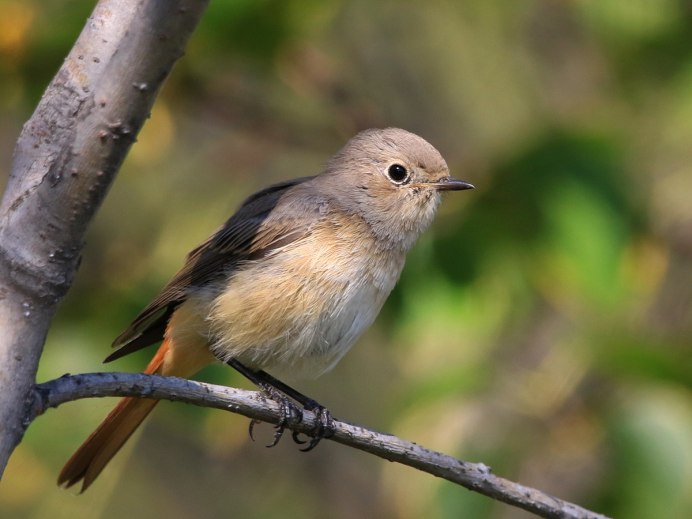 Обыкновенная горихвостка (Phoenicurus Phoenicurus)