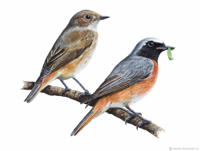 Обыкновенная горихвостка