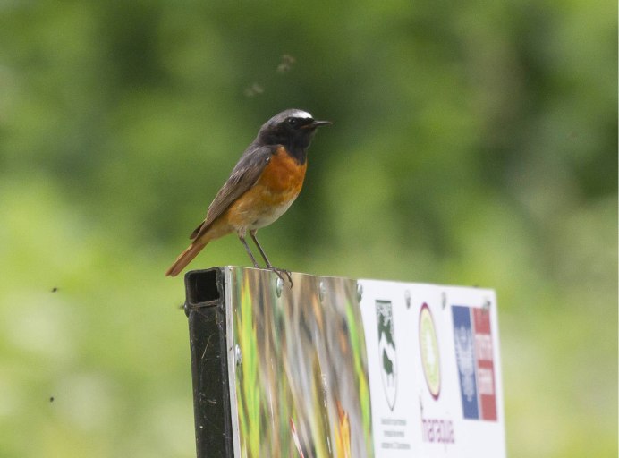 Сибирская горихвостка самка