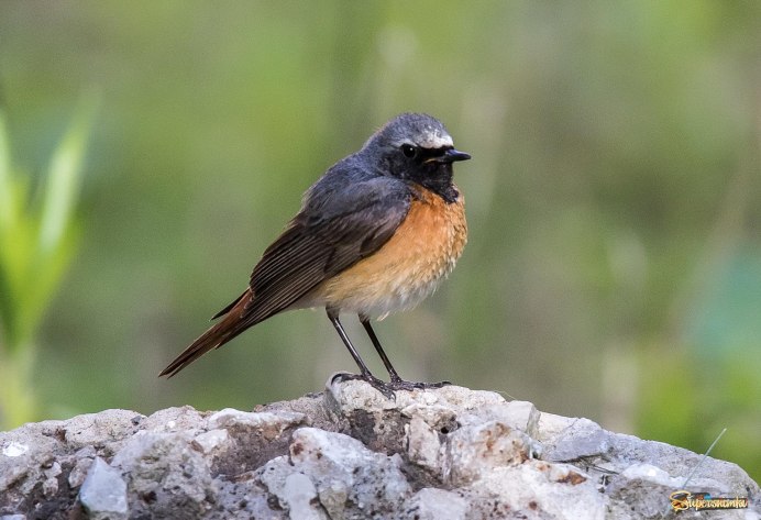 Горихвостка лысушка самец