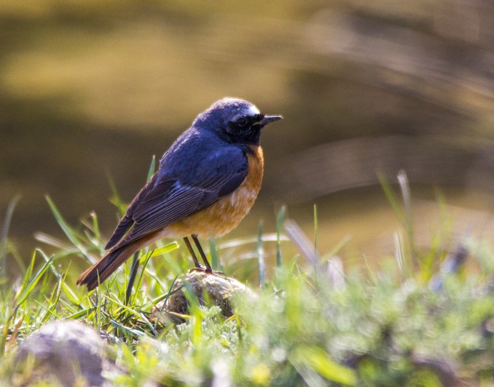 Обыкновенная горихвостка