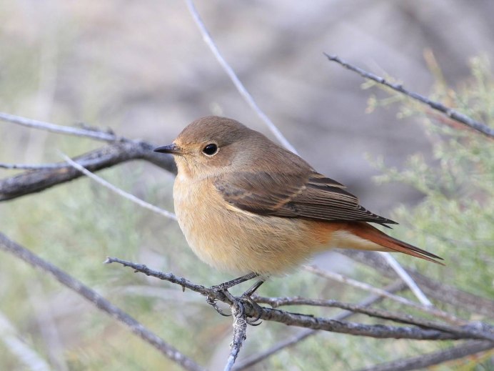 Самка птичка горихвостка