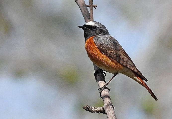 В теплые края горихвостки улетают