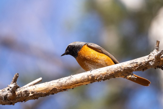 Горихвостка обыкновенная Садовая лысушка