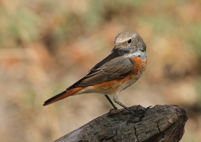 Горихвостка лысушка