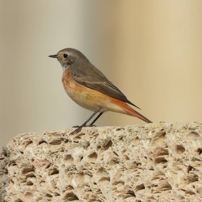 Обыкновенная горихвостка (Phoenicurus Phoenicurus)