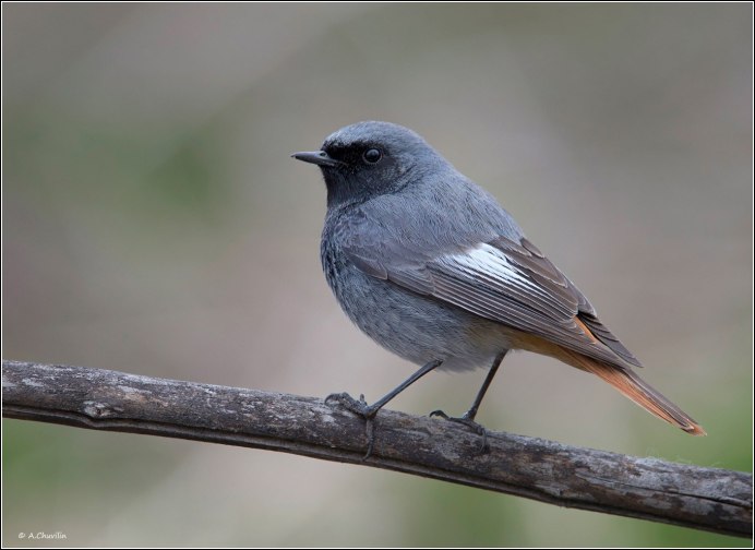 Горихвостка обыкновенная Садовая лысушка