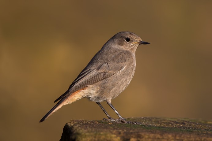 Обыкновенная горихвостка пение