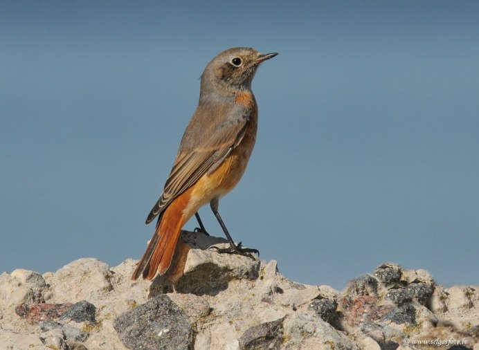 Обыкновенная горихвостка самка