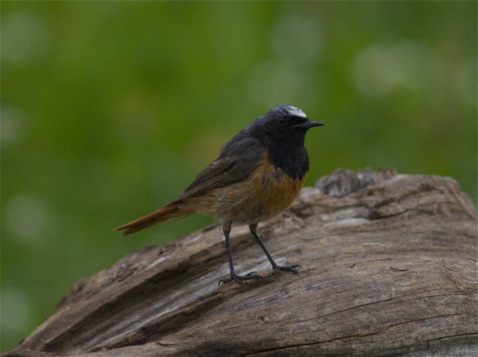 Красноспинная горихвостка самка