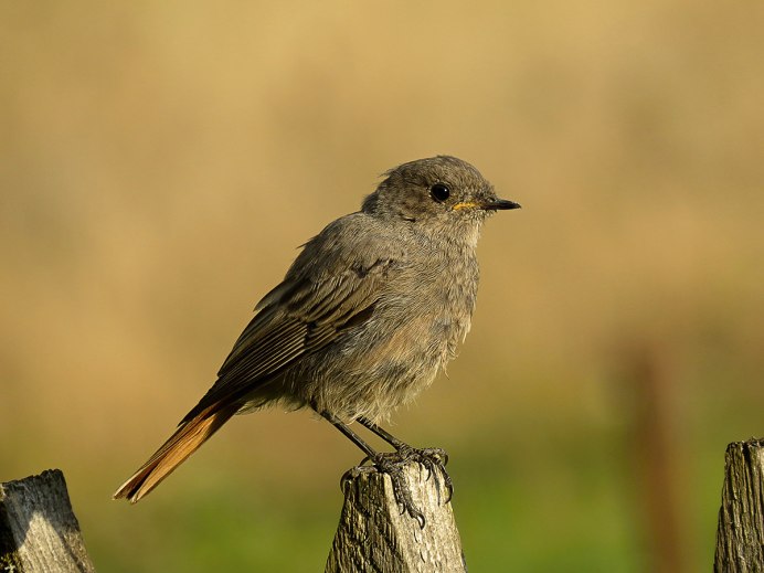 Зяблик горихвостка