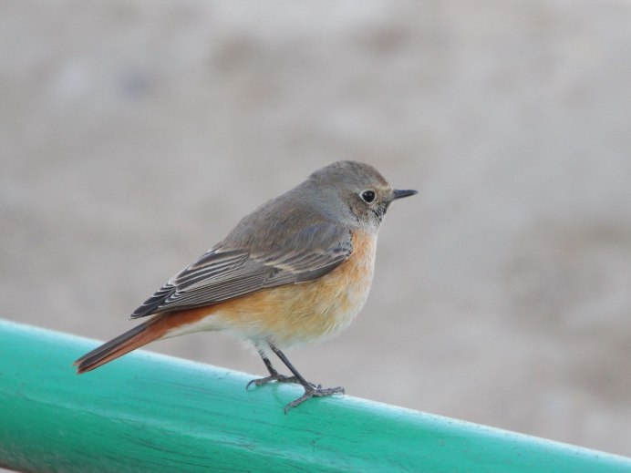 Обыкновенная горихвостка лысушка