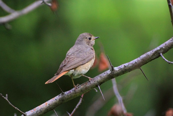 Горихвостка птичка пение