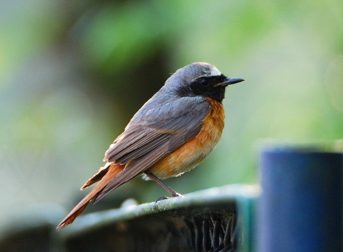 Обыкновенный горихвост