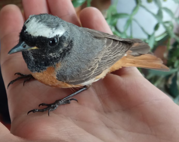 Сизая горихвостка