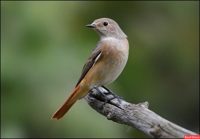 Горихвостка самка