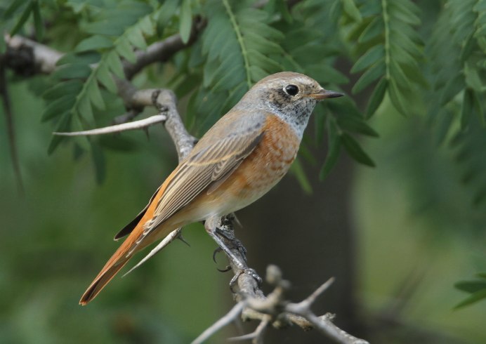 Горихвостка Садовая гнездо