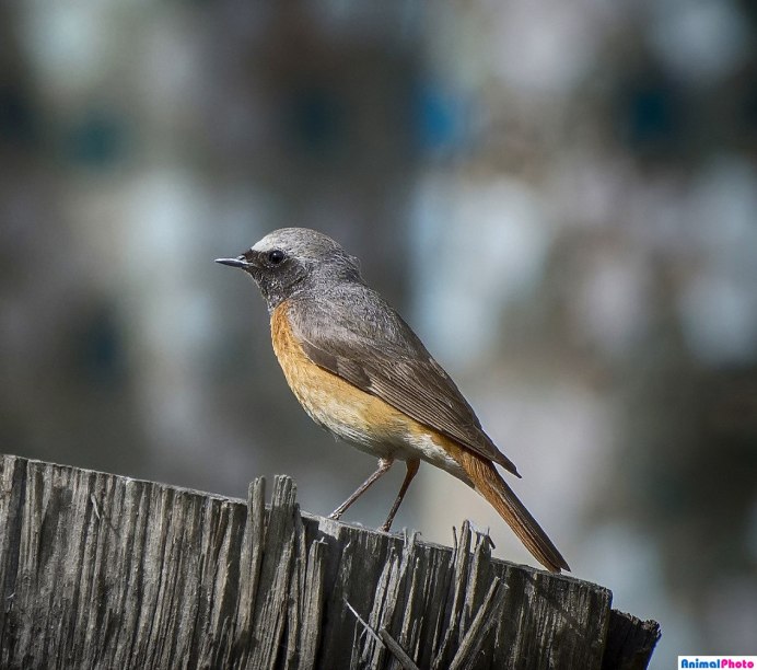 Седоголовая горихвостка