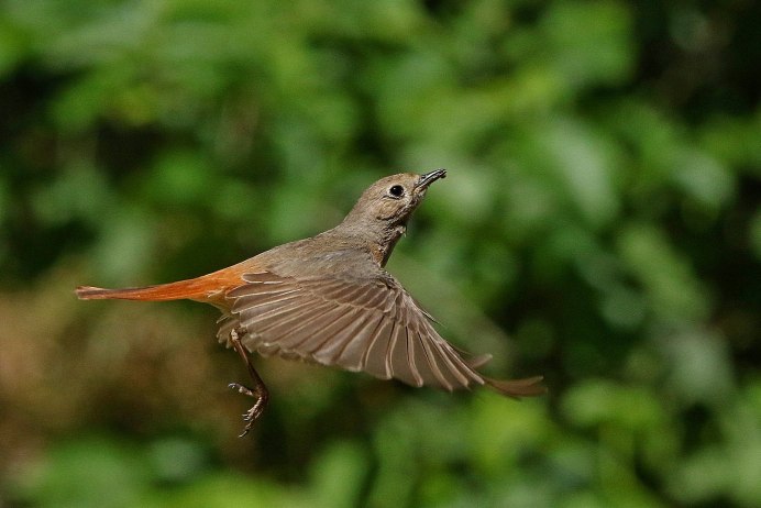 Обыкновенная горихвостка (Phoenicurus Phoenicurus)