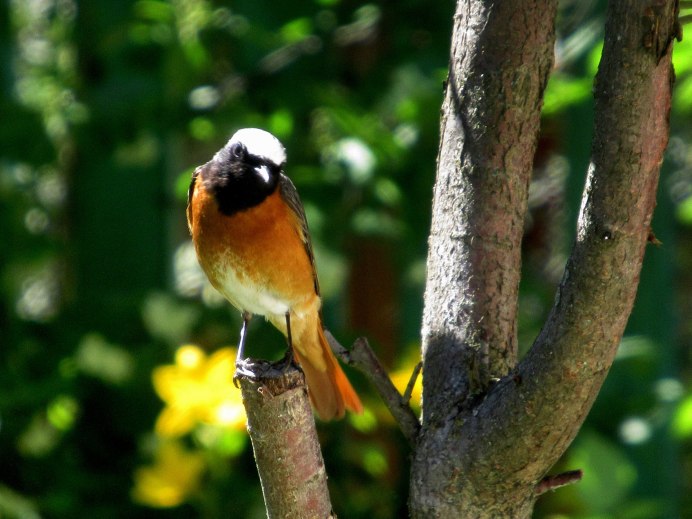 Горихвостка-Чернушка пение