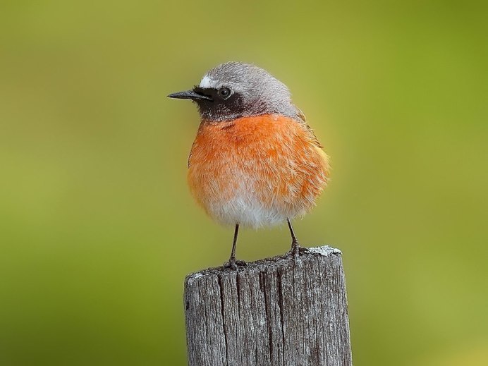 Птицы зеленушка горихвостка