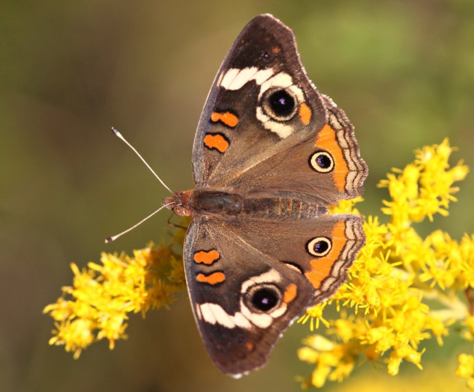 Common Buckeye бабочка