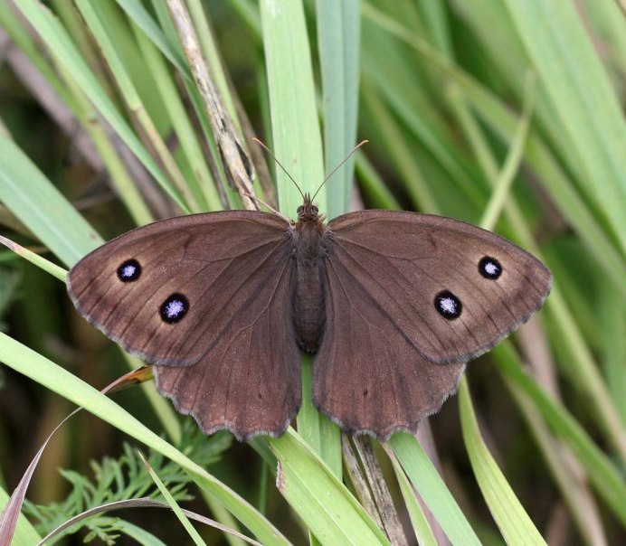 Бабочка minois Dryas