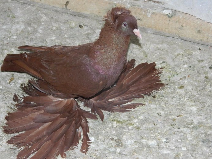 Реюньонский розовый голубь