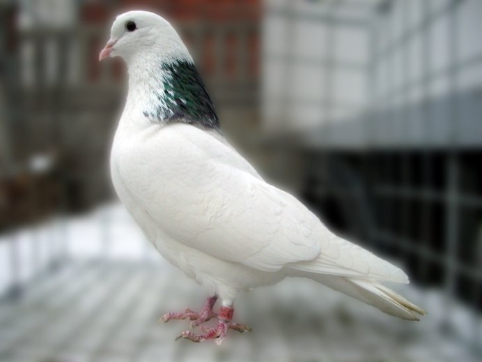 Голуби польский Турман