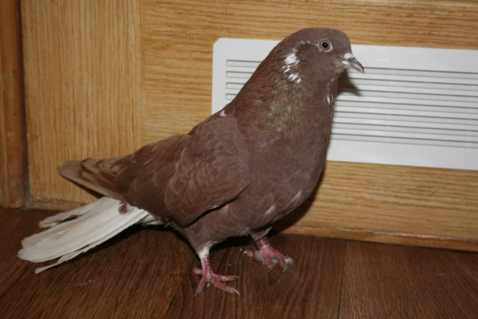 Голуби Бакинские бойные зеркальные