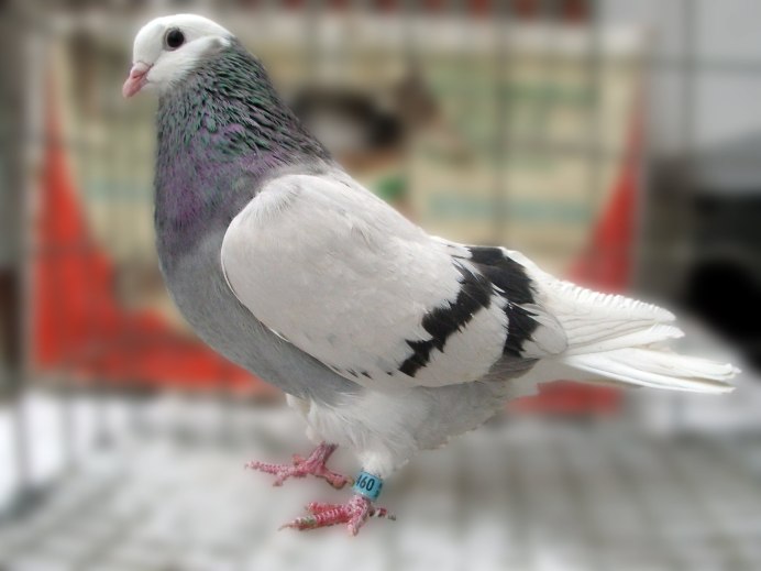 Голуби николаевские высоколетные