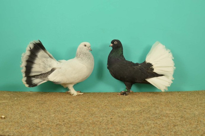 Голубь шпансер