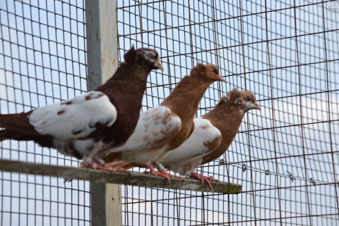 Крапчатый голубь