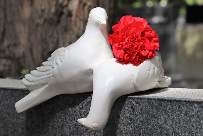 Кировоградские высоколетные голуби