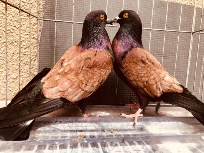 Злой голубь