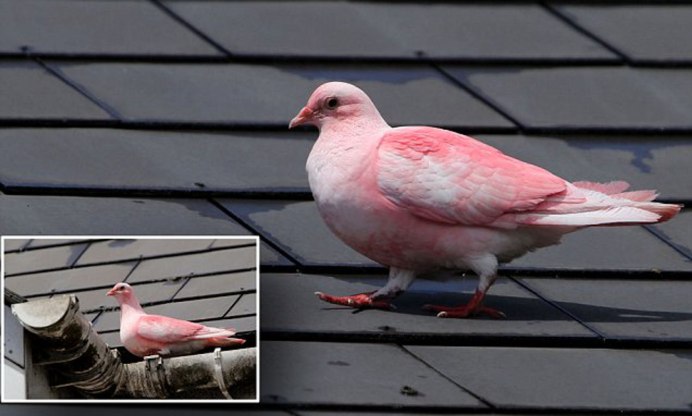 Луконский кровавогрудый куриный голубь