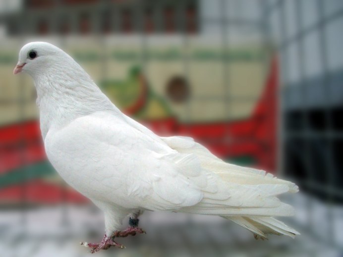 Тульский Жарый ленточный голубь