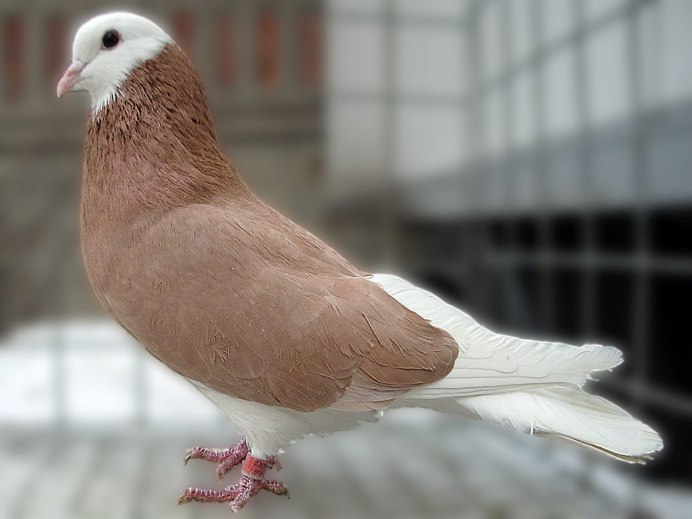 Реюньонский розовый голубь